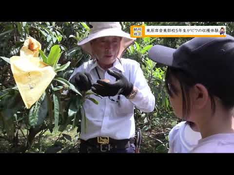 東原庠舎東部校5年生がビワの収穫体験（佐賀県多久市）