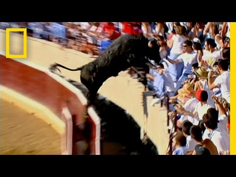 Bull in the Stands | Do or Die - UCpVm7bg6pXKo1Pr6k5kxG9A