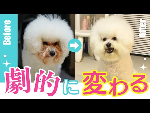 涙やけで悩む飼い主さんへ。私がたどり着いた“原因と対策”【ビションフリーゼ】