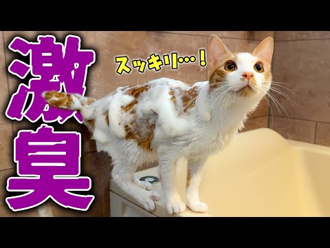 猫の動画サムネイル - 【緊急事態】子猫の体からとんでもない”激臭”が発生…！ 大急ぎで水責めの刑に処しました。