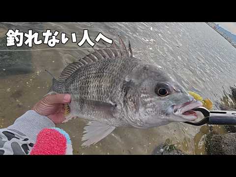 チニングで釣れるようになる動画【初心者向け】