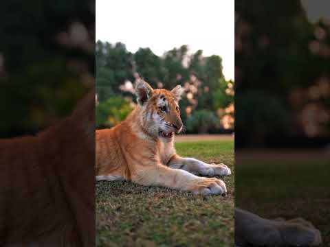 Beautiful Taby Tiger in Lazy Mood | Nouman Hassan