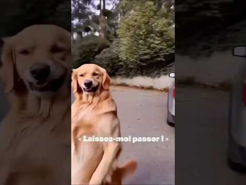 Le blocage routier le plus adorable que vous verrez jamais ! 🥰 #shorts #funny
