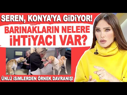 Seren Serengil Konya'ya gidiyor! Köpek barınaklarının nelere ihtiyacı var? Ünlüler harekete geçti...