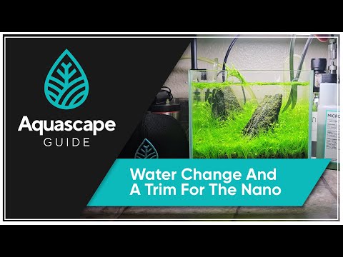 Aquascape Guide - Water Change And Trim On The Nan #AquascapeGuide #waterchange #plantedaquarium 

In this video we do some late night maintenance on o