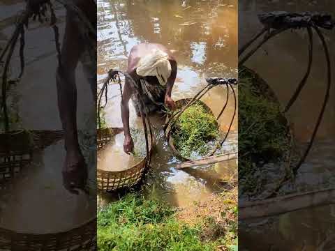 চাচায় গাভীর জন্য পুষ্টিকর ঘাস তুলছেন, #agriculture #sorts #shorts #reels #garden