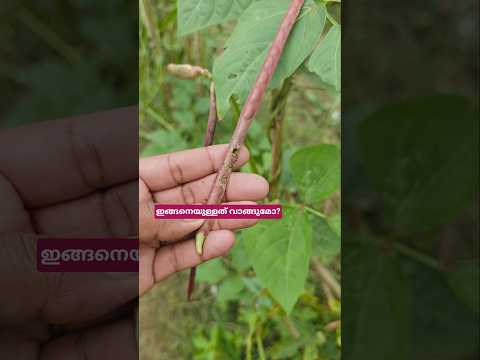 ഭംഗി /ആരോഗ്യം???##shorts #shortsfeed #shortvideo #cowpea #agriculture