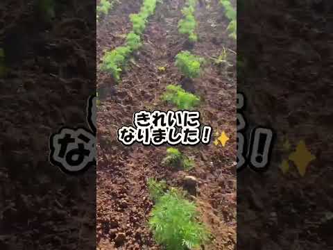 人参の畑に草が、、、🌱#そらの野菜 #自然栽培 #無農薬野菜 #無農薬 #無農薬無肥料#マクロビオティック #マクロビ #野菜宅配 #そらの野菜 #たはら暮らし #shorts