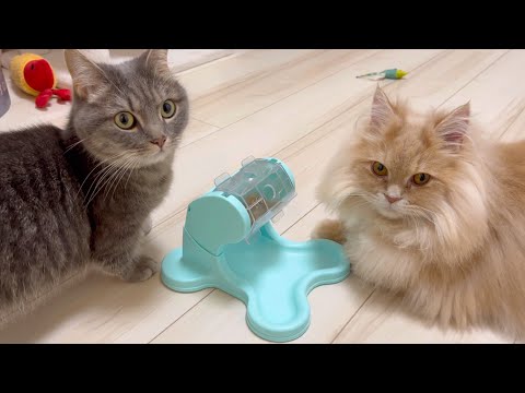 猫の動画サムネイル - すぐあきらめる猫と、絶対あきらめない食いしん坊猫が面白すぎた！