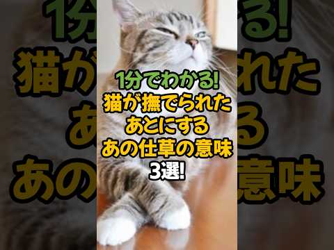 【驚愕】猫が撫でられたあとにする「あの仕草」の意味3選!🐾1分で解説! #shorts #猫 #雑学
