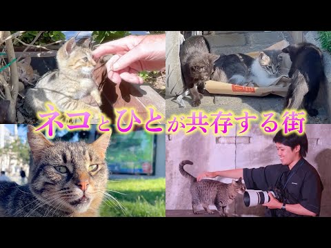 猫と人が共存する街「イスタンブール」に行ってきました！
