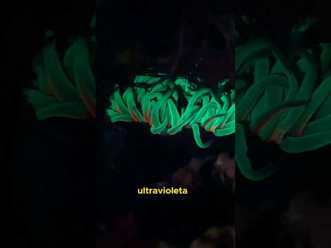 Buscando animales en las costas de Galicia #animales #biologia #viral