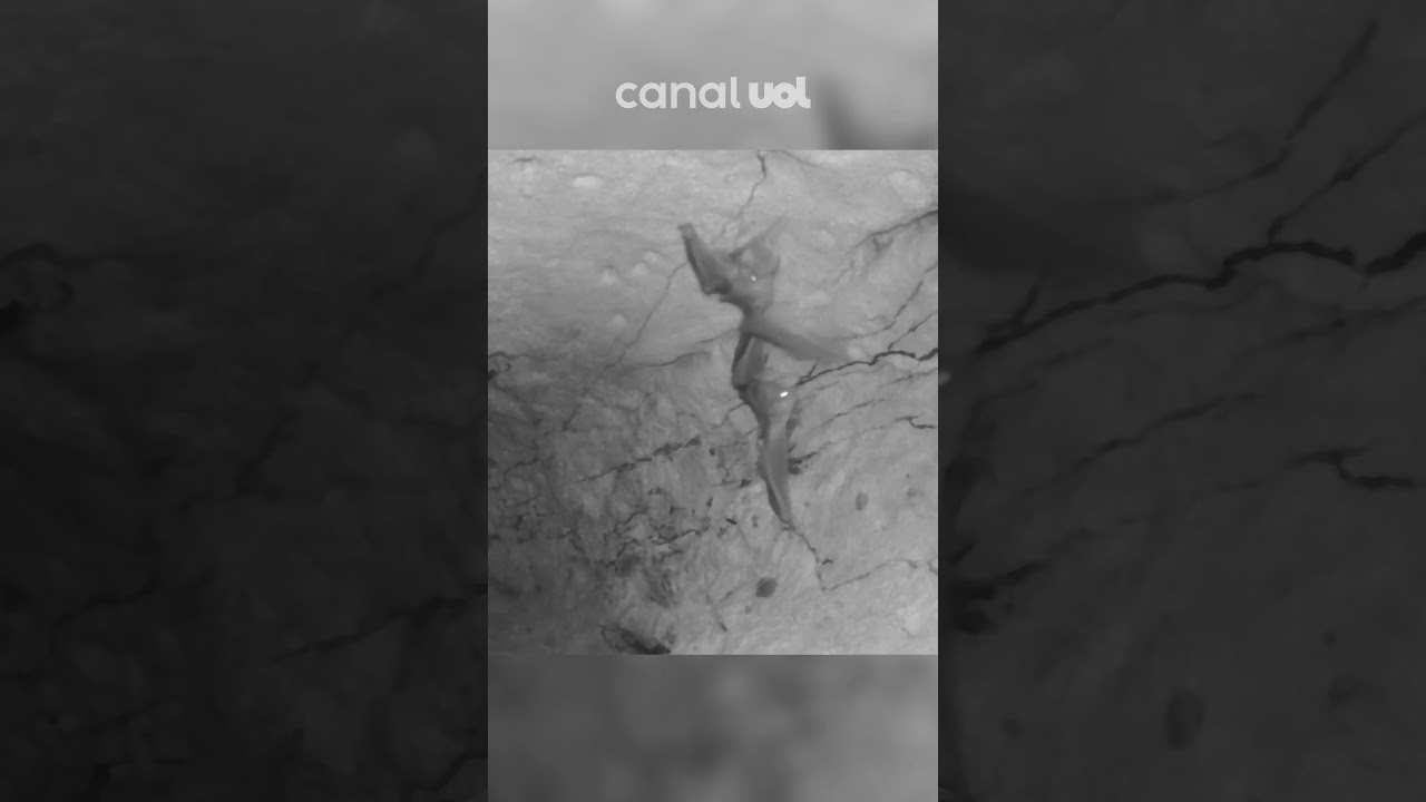 Morcegos carnívoros são flagrados brincando e se abraçando; veja vídeo