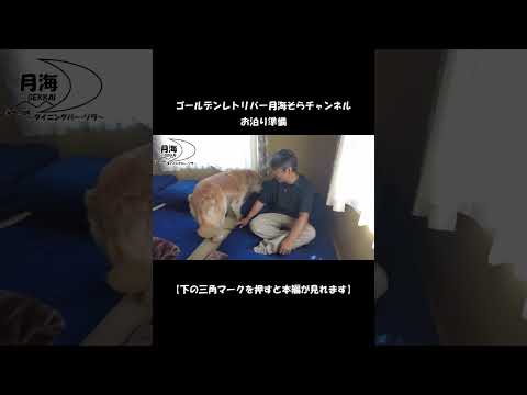 お泊り準備をする【Golden Retriever japan】♯Shorts #ゴールデンレトリバー #大型犬のいる生活