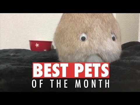 Best Pets of the Month Compilation | May 2018 - UCPIvT-zcQl2H0vabdXJGcpg