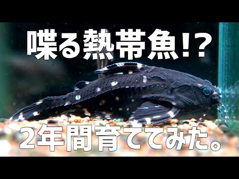 【音声あり】世にも珍しい特徴をもった熱帯魚を育てて2年。貴重映像の撮影に成功。スポッテッドトーキングキャット#742【アクアリウム】