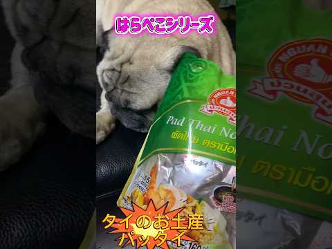 はらぺこシリーズ タイのお土産パッタイ #パグ #pug #うまい #癒し #タイ