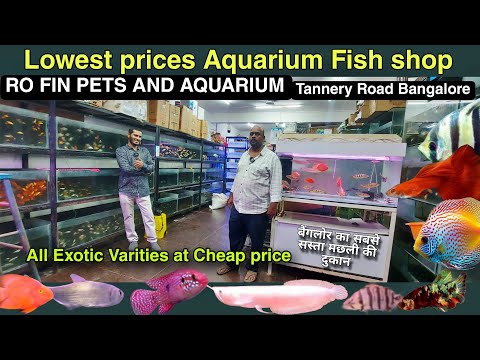 Ro fin pets and aquarium Tannery Road Bangalore |  Contact 
70192 24268

Chapters 
0_00 - Ro fin pets and aquarium 
0_55- Owner Introduction 
1_44- Mon
