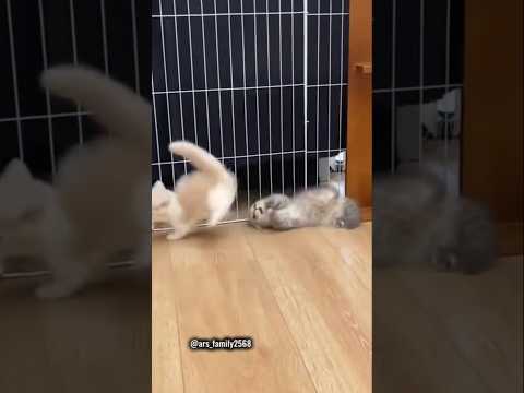 cute Cat #trendingshorts #viralvideo #vidioviral #vidioshorts