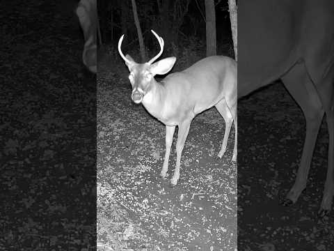 Amazing Night Footage of a Young Buck | Up Close Deer Encounter #shorts
