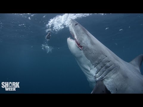 The Top 30 Sharks of Shark Week: Part Three - UCqOoboPm3uhY_YXhvhmL-WA