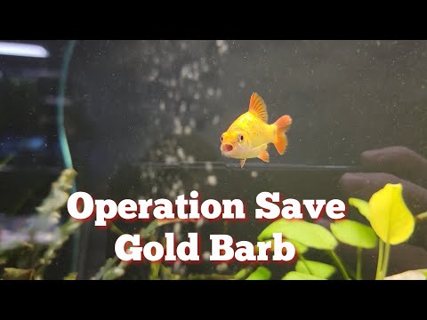 Saving An Aquarium Fish With It's Mouth Stuck Open In this video