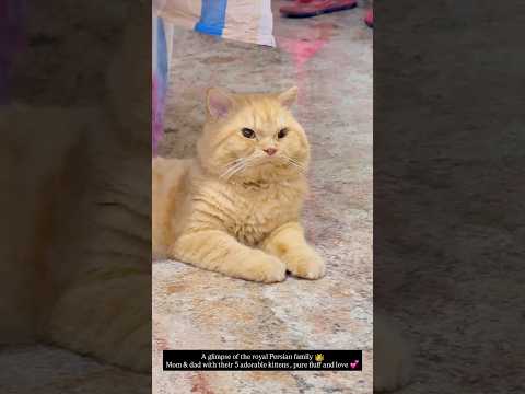 Mom, dad & 5 tiny Persian kittens! 😻 #CatFamily #PersianCats #KittensOfYouTube #pets