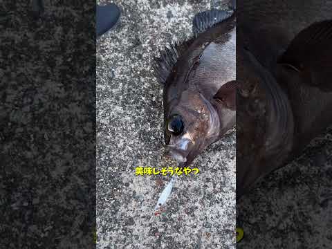 100円で魚何匹釣れるかチャレンジ！#shorts