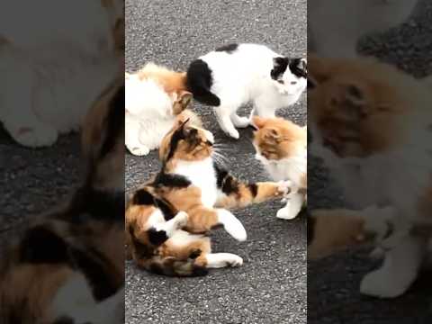 猫家族わちゃわちゃな時間😆　#shorts