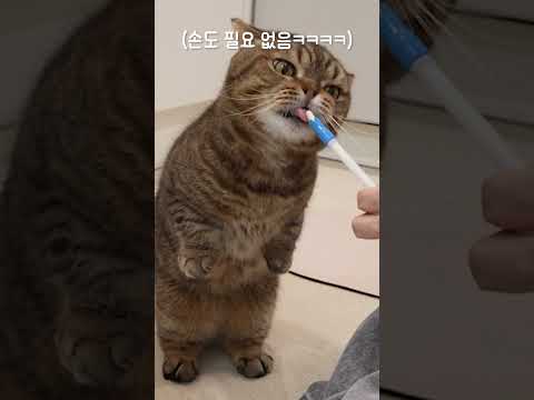 사람처럼 <strong>서서</strong> 약 먹는 고양이