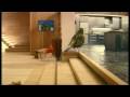 Robinsons "Be Natural" advert 2009 - bird getting home