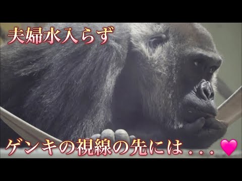 夫婦水入らずでいい雰囲気♪隣で眠る夫モモタロウをじっと見つめる妻ゲンキ⭐️ゴリラGorilla【京都市動物園】Genki gazes at the sleeping her husband.