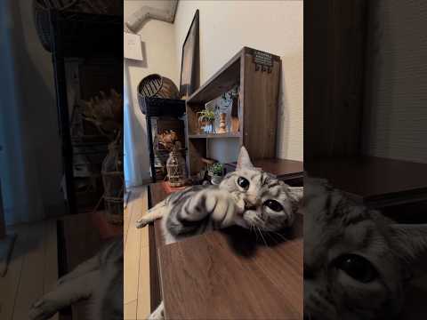 猫の動画サムネイル - アメショーのラッテ＃アメリカンショートヘア＃アメショ #猫との暮らし #猫と暮らす家＃猫 #cat