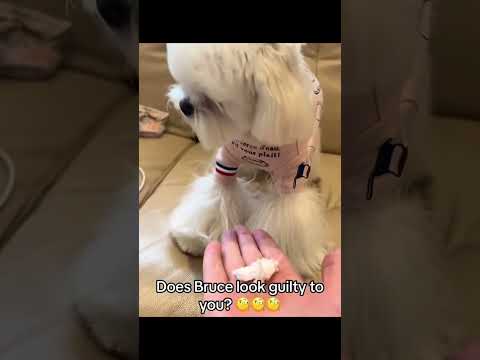The Most Hilariously Cute Dog#funnydogs#cute#doglover#FunnyCuteDog#AdorablePuppy#FunnyCuteDog