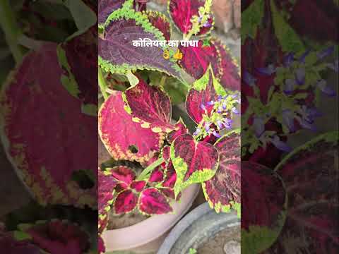 Tips for colourful coleus plant🌱🪴👌👍 ||#garden #plants #coleus #tips #homegarden #shortsfeed #shorts
