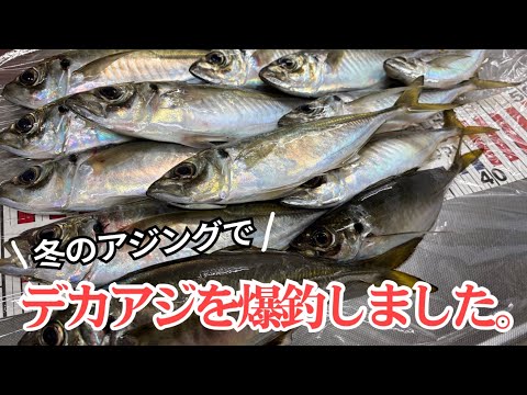 【アジング前編】真冬でもまだまだ釣れる！デカアジ爆釣アジング🎣 🐟