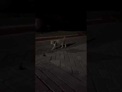 Kucing Bapao Seperti Sudah Lihat Musuh #cat #nizamkucinglucu #貓咪日常 #imut #貓 #funny #猫