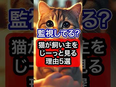 監視してる？猫が飼い主をじーっと見る理由を獣医師が解説 #保護猫 #獣医師 #cat #猫 #ネコ #猫のいる暮らし #ねこ #ねこのいる生活 #猫動画