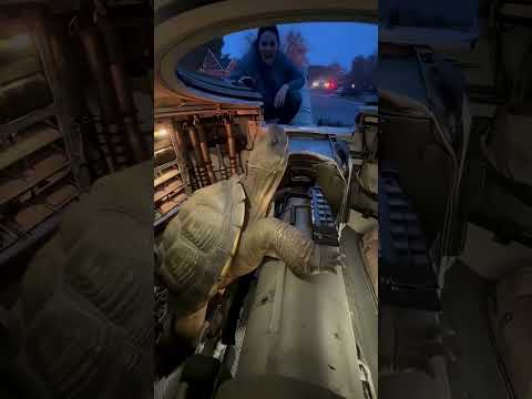 Don’t leave Sheldon alone 😆😆 #ai #funny #turtle #aiartcommunity #comedyvideos #shorts #ytshorts