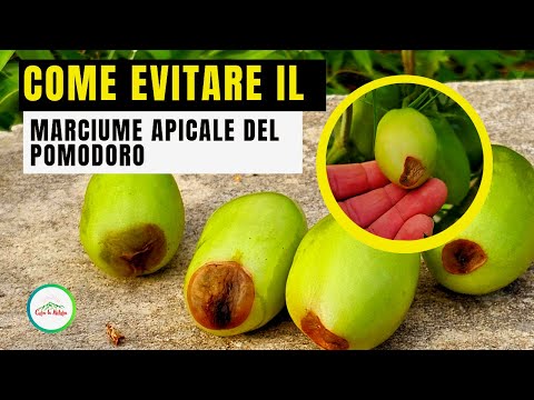 Marciume Apicale dei POMODORI Come Evitarlo?