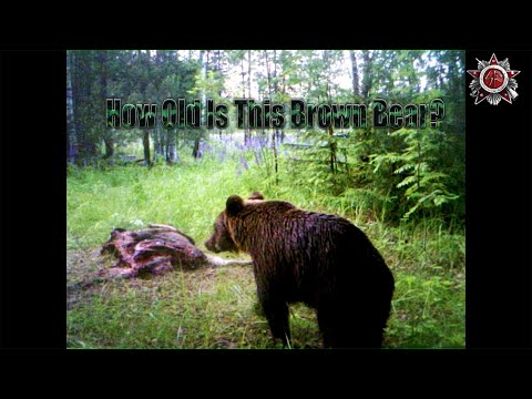 Nervous Brown Bear And Dead Moose - Wild Life Trail Cam Video