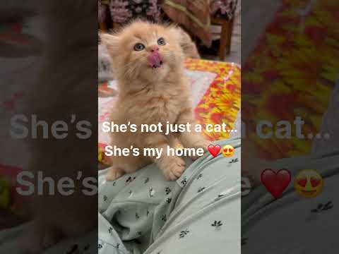 Ek billi, hazaar jazbaat…❤️#LifewithMahvish #catlove #cute #viral #trending #shorts #catshorts #cat