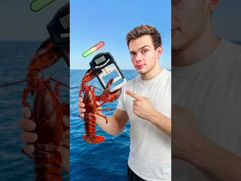 Lobster VS Me Strength Battle
