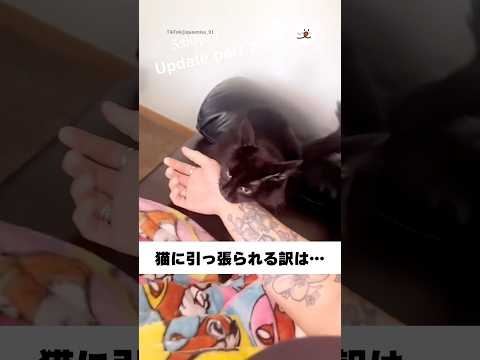 猫の動画サムネイル - 【信頼の証】出産の場へ案内される飼い主さん｜PECO