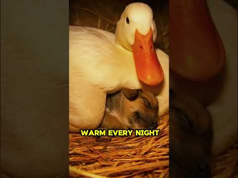 This Duck Became a Mother to an Orphaned Puppy 😭❤️#shorts