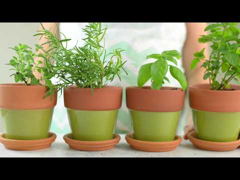 Save Money by Growing These 4 Herbs At Home
