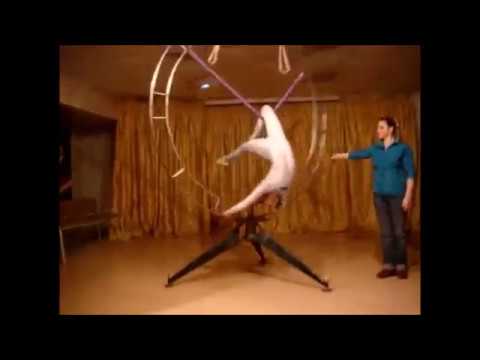 Contortion And Flexibility Demo Contortion And Flexibility Demo