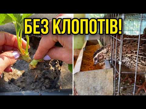 Зараз Полуниця Вкорінюється Без зайвих клопотів!🍓Бал Хризантем! 🌺Насіння БегоніЇ Перепела
