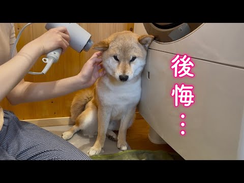 犬の動画サムネイル - 羽目を外しすぎた柴犬が後悔しました…
