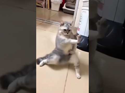 My cat is fighting 🥴🙀 LeoNata family #shorts